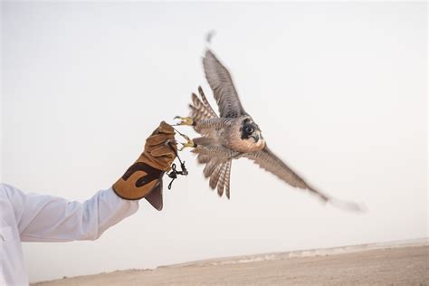 Wildlife In Qatar