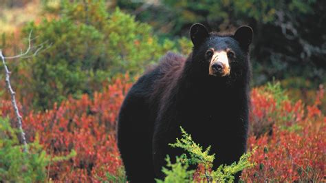 Wildlife In Quebec