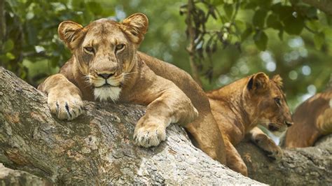 Wildlife In Queen Elizabeth National Park