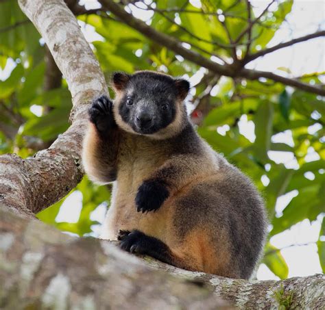 Wildlife In Queensland Australia