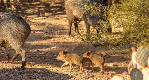 Wildlife In Sedona