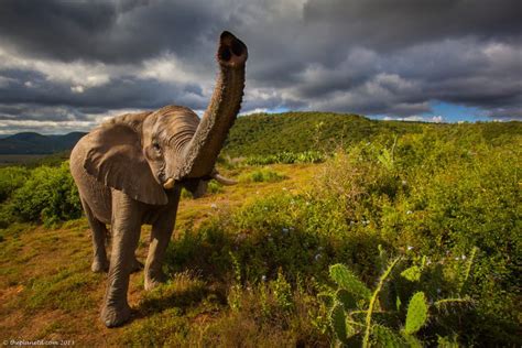 Wildlife In South Africa