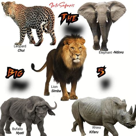 Wildlife In Swahili