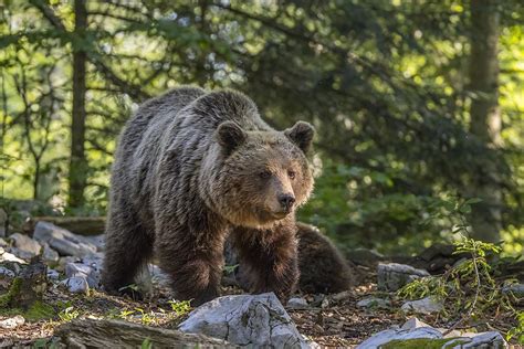 Wildlife In Switzerland