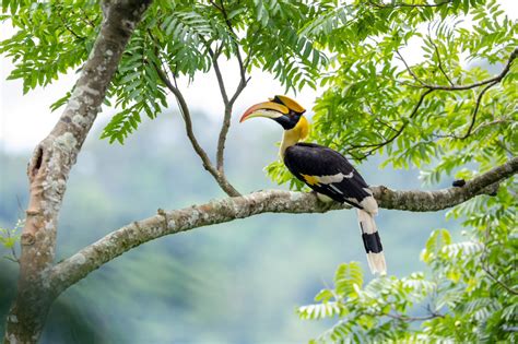 Wildlife In Thailand