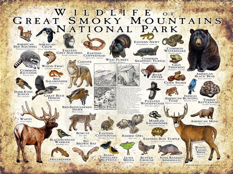 Wildlife In The Great Smoky Mountains