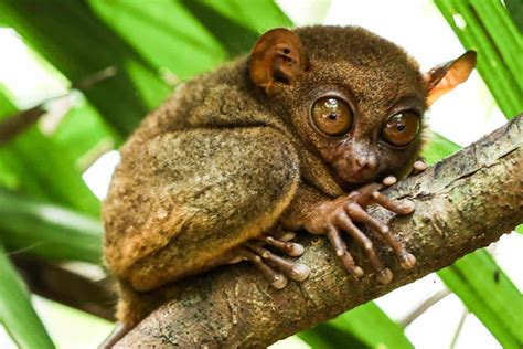 Wildlife In The Philippines