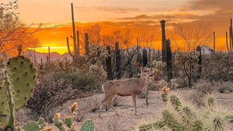 Wildlife In Tucson Arizona