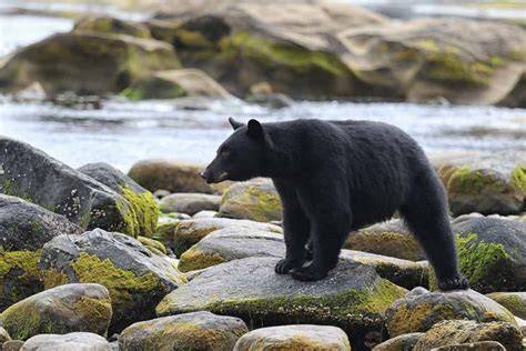 Wildlife In Vancouver