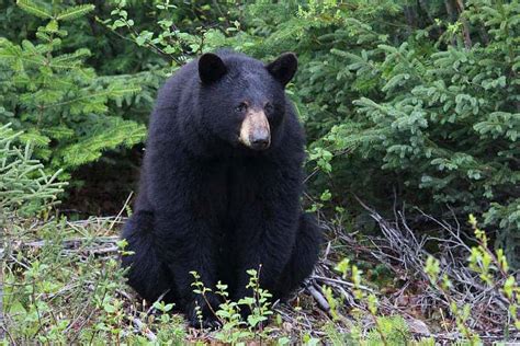 Wildlife In Vermont