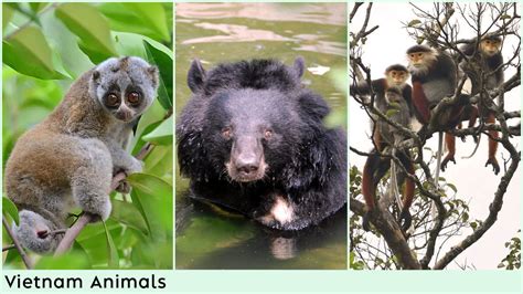 Wildlife In Vietnam