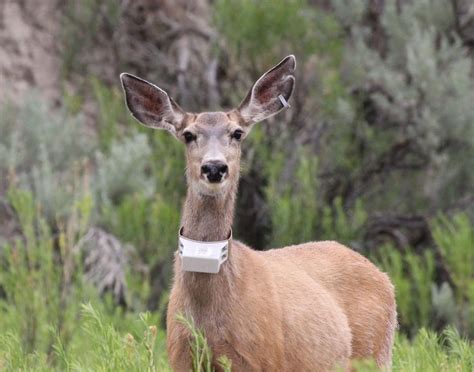 Wildlife In Wyoming
