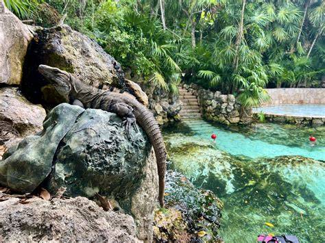 Wildlife In Xcaret