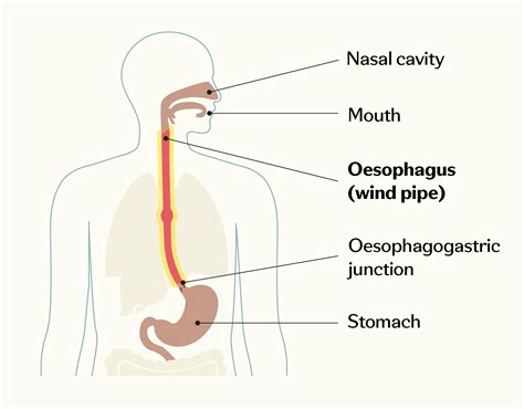 Windpipe And Oesophagus