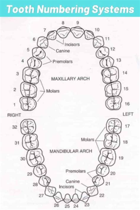 Wisdom Teeth Numbers