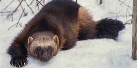 Wolverine Are They Endangered
