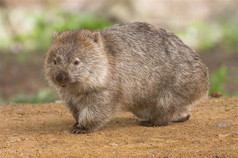 Wombat Are They Endangered