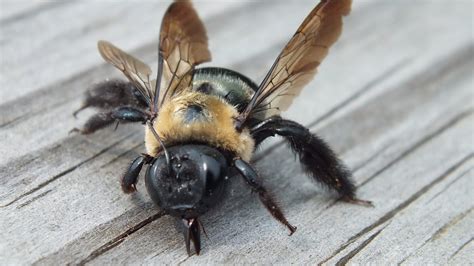 Wood Bees Do They Sting