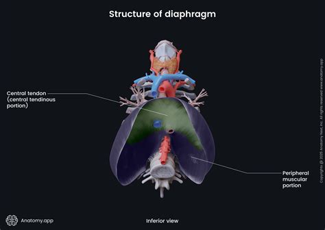 Worse Than Vs Inferior To Diaphragm