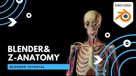 Z Anatomy Blender