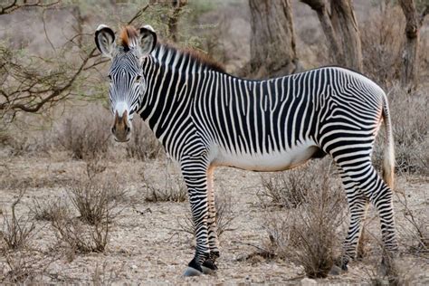 Zebra Are They Endangered