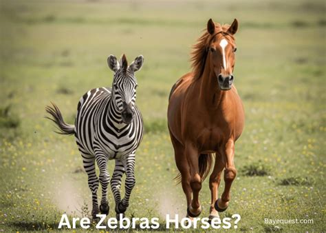Zebra Are They Related To Horses